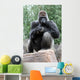 Silverback Gorilla Wall Mural