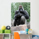 Silverback Gorilla Wall Mural