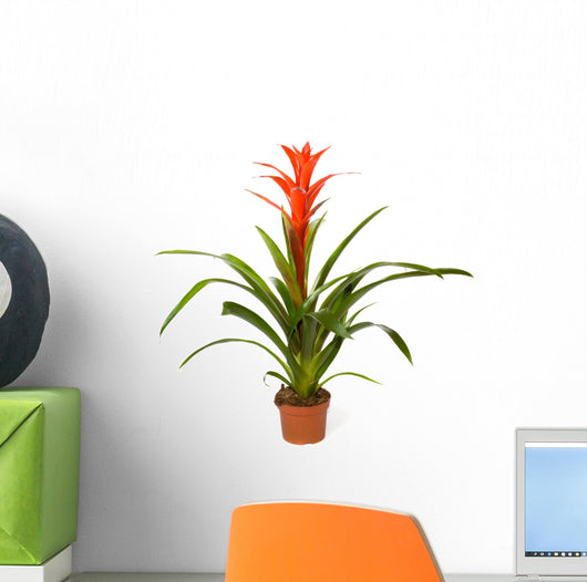 Bromeliad Plant Wall Decal