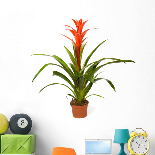 Bromeliad Plant Wall Decal