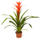 Bromeliad Plant Wall Decal