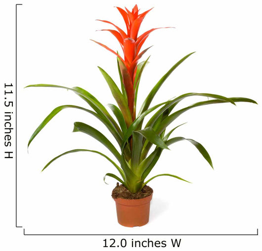 Bromeliad Plant Wall Decal