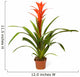 Bromeliad Plant Wall Decal