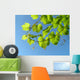 Leaf from Grape Plant Wall Mural