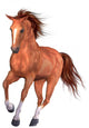 Beautiful Horse Wall Decal