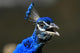 Portrait Blue Peacock Wall Decal