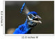 Portrait Blue Peacock Wall Decal