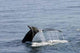 Whale Tail Wall Decal
