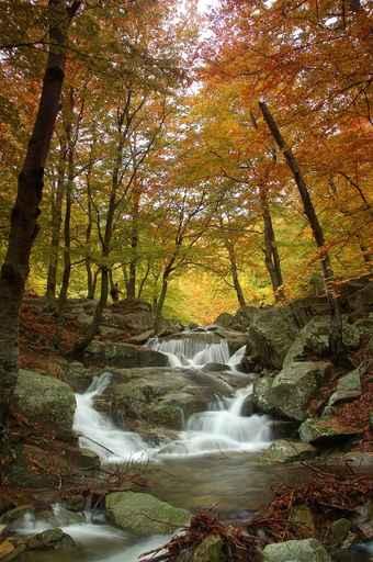 Colors Autumn Wall Decal