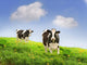 Friesan Milking Cows Green Wall Decal