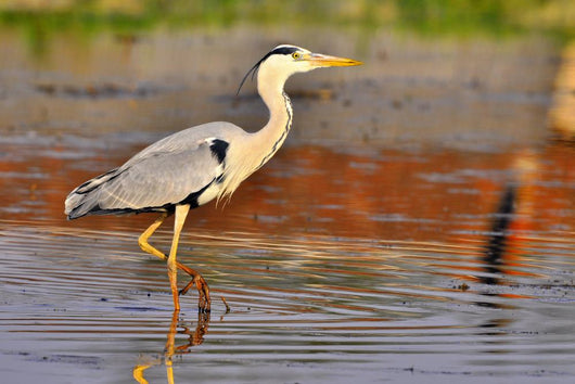 Airone Heron Wall Decal Design 3