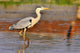 Airone Heron Wall Decal Design 3