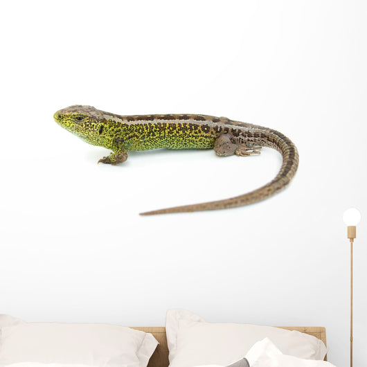 Lizard Wall Decal