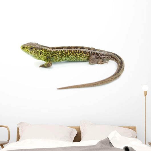 Lizard Wall Decal
