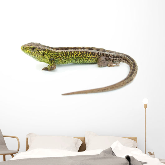 Lizard Wall Decal