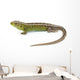 Lizard Wall Decal