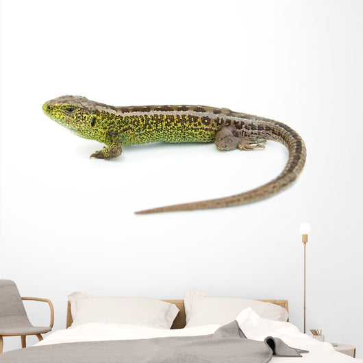 Lizard Wall Decal