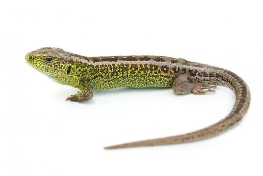 Lizard Wall Decal