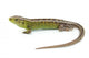 Lizard Wall Decal
