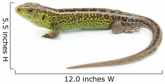 Lizard Wall Decal