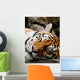 Sleeping Tiger Wall Decal