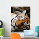 Sleeping Tiger Wall Decal