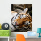Sleeping Tiger Wall Decal