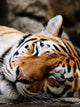 Sleeping Tiger Wall Decal