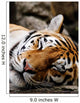 Sleeping Tiger Wall Decal