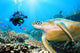 Green Turtle Underwater Wall Decal Design 1