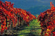 Autumn Vineyards Napa Valley Wall Decal