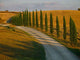 Cypress Row Tuscany Wall Decal