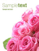 Pink Rose Easy to Wall Decal