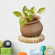 Holy Basil Clay Pot Wall Decal