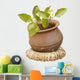 Holy Basil Clay Pot Wall Decal