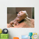 Bearded Dragon Wall Decal Design 2