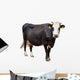 Black Cow with White Face Wall Decal