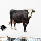 Black Cow with White Face Wall Decal