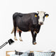 Black Cow with White Face Wall Decal