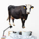 Black Cow with White Face Wall Decal