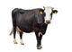 Black Cow with White Face Wall Decal