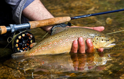 Trout Wall Decal