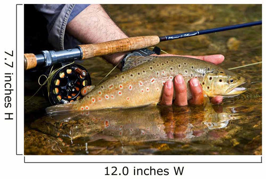 Trout Wall Decal