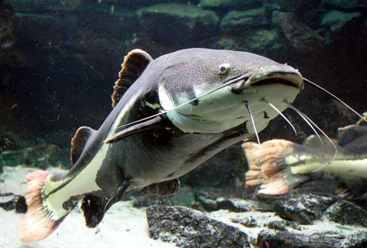 Big Catfish Wall Decal