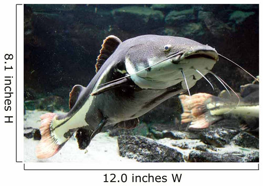 Big Catfish Wall Decal
