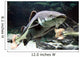 Big Catfish Wall Decal