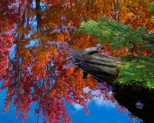 Fall Colors Wall Decal Design 2