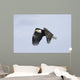 Mature Bald Eagle Flying Wall Decal