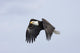 Mature Bald Eagle Flying Wall Decal