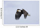 Mature Bald Eagle Flying Wall Decal